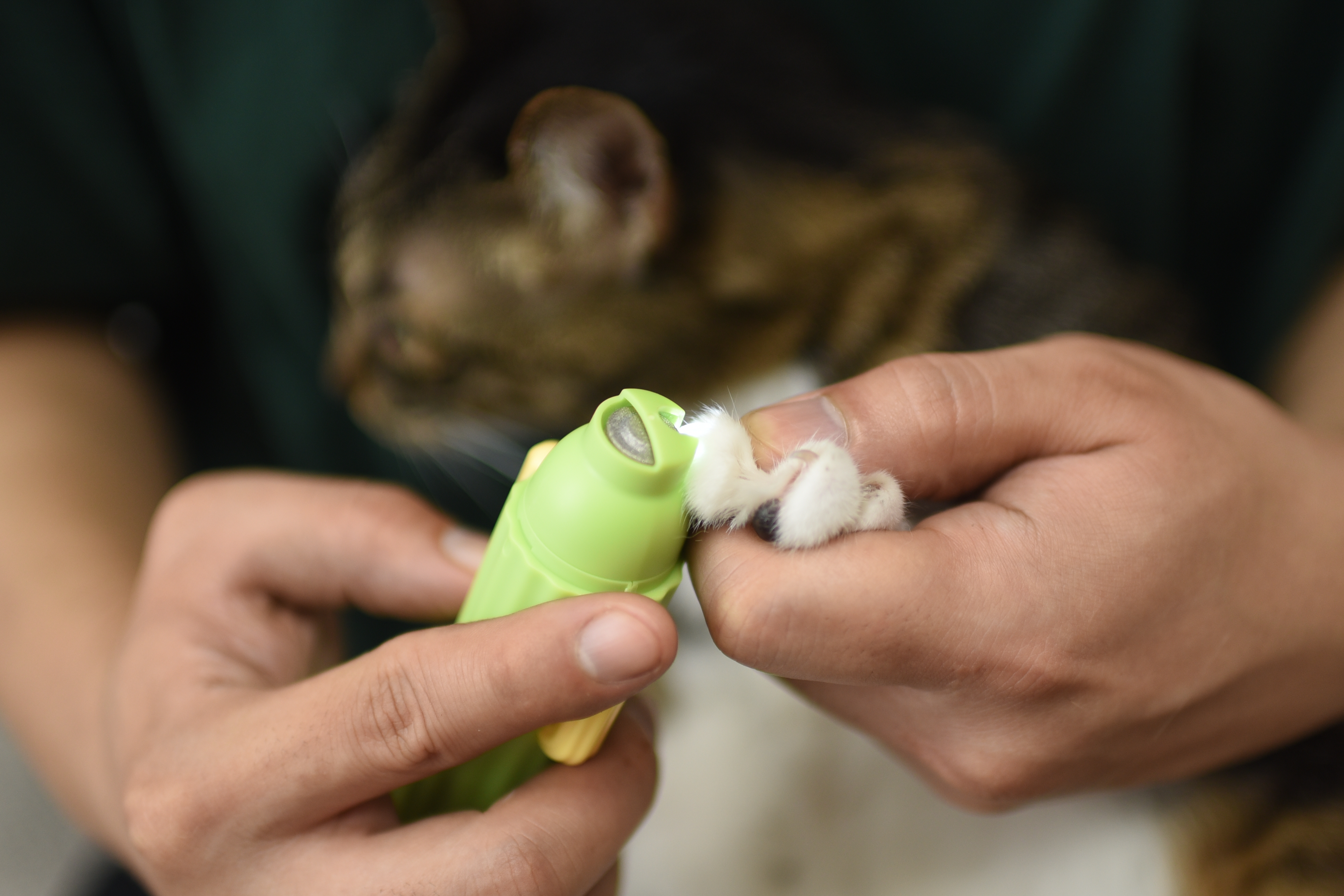 고양이 발톱 관리, 이렇게 시작하세요