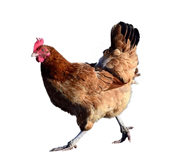 2025년 닭띠의 전체적인 운세