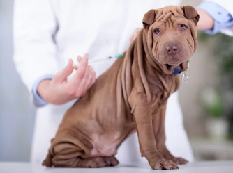 치료받는 강아지/출처:어도비스톡
