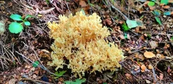 싸리버섯 채취시기종류 정보를 정리_17