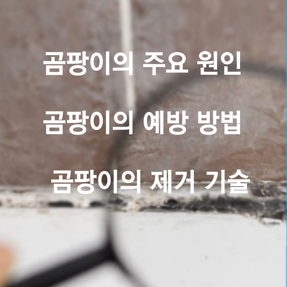 곰팡이의 주요 원인, 예방 방법, 제거 기술