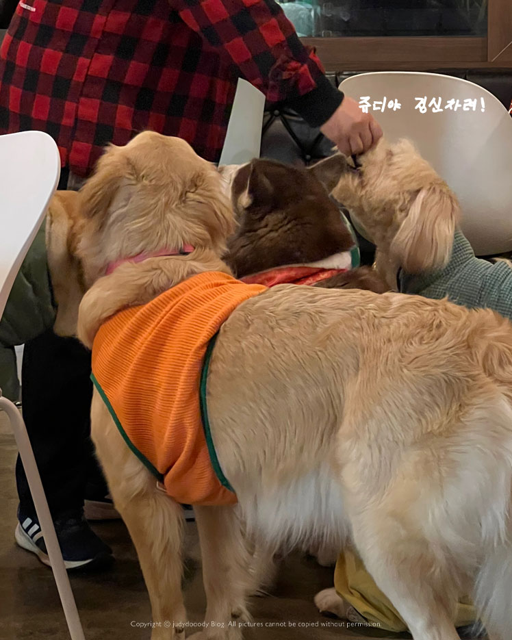 봄날 가기 좋은 잔디마당 카페&#44; 파주애견동반카페