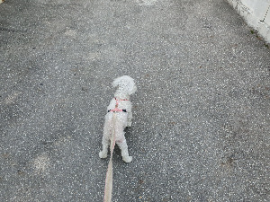 아스팔트 위 하얀 푸듥
