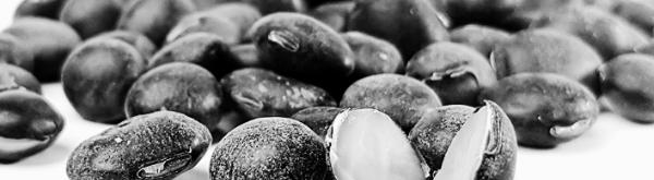 서리태 콩물두유