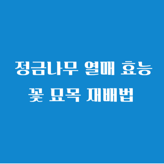 정금나무 열매 효능 꽃 묘목 재배법