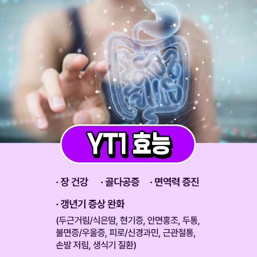 갱년기 유산균 YT1 효능