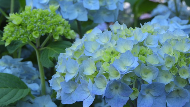 마노르블랑 수국축제