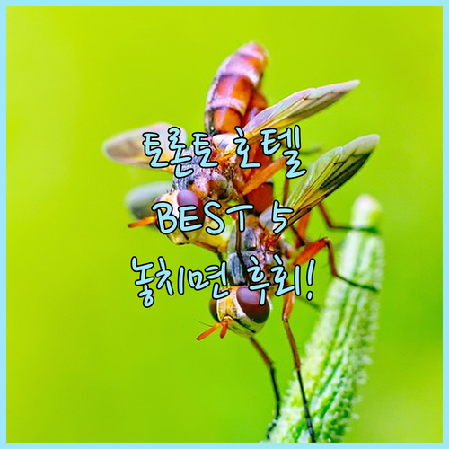 2025년 토론토 여행, 놓치면 후회..