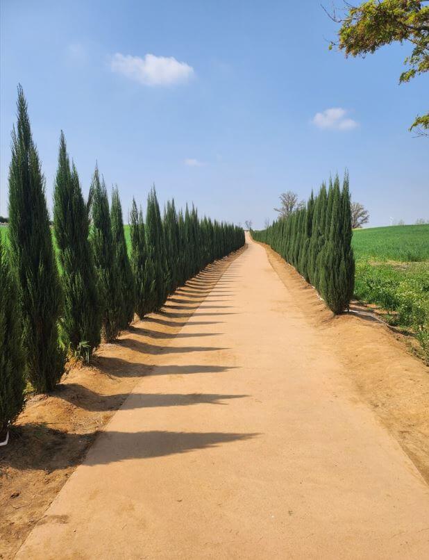 안성팜랜드 블루애로우 가로수길 사진