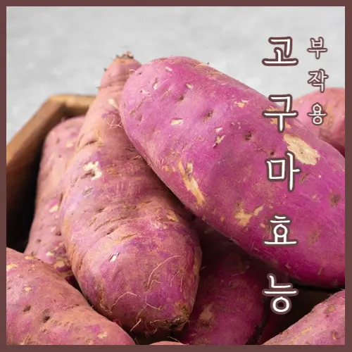 고구마 효능