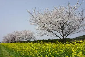 제주도 렌트카 저렴한곳