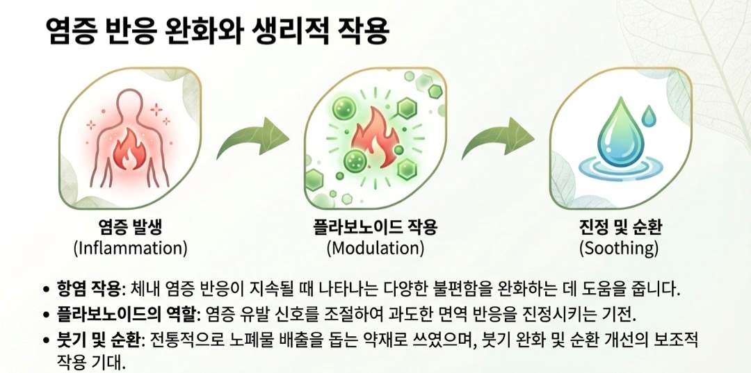 삼백초-사진5