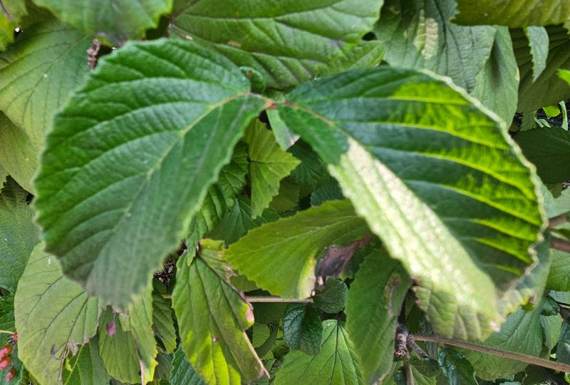 가막살나무 잎2