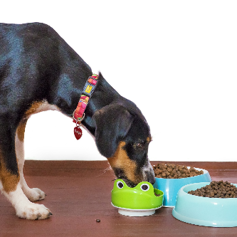 사료를 먹고 있는 강아지