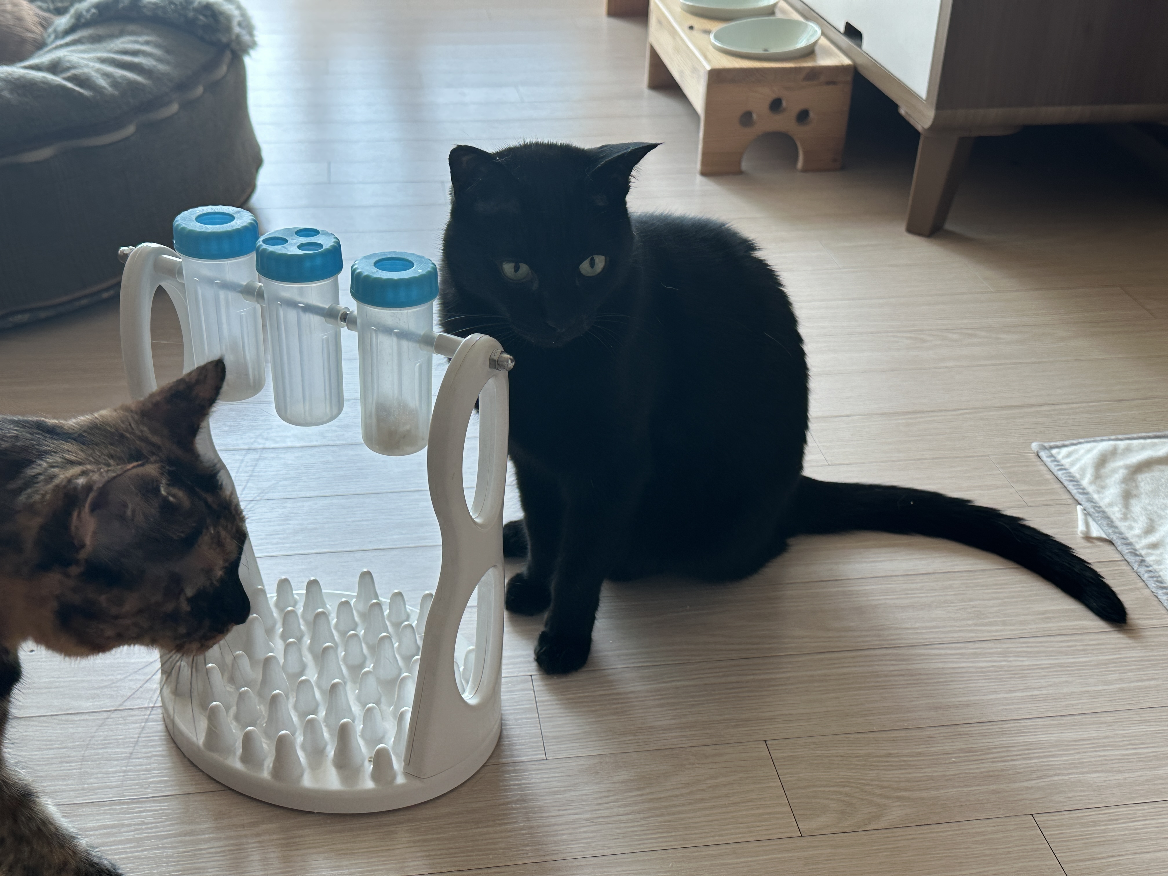 우리집 똑똑한 고양이 건이와 먹보 사랑이 (feat. 똑똑한 고양이를 둔 다묘집사의 고민)