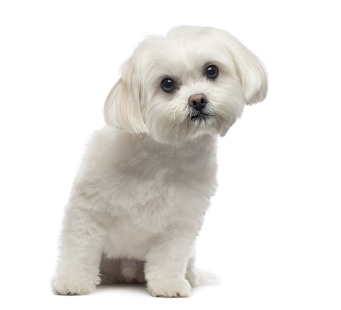 말티즈(Maltese)