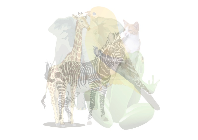 아이스 브레이킹 동물 문제