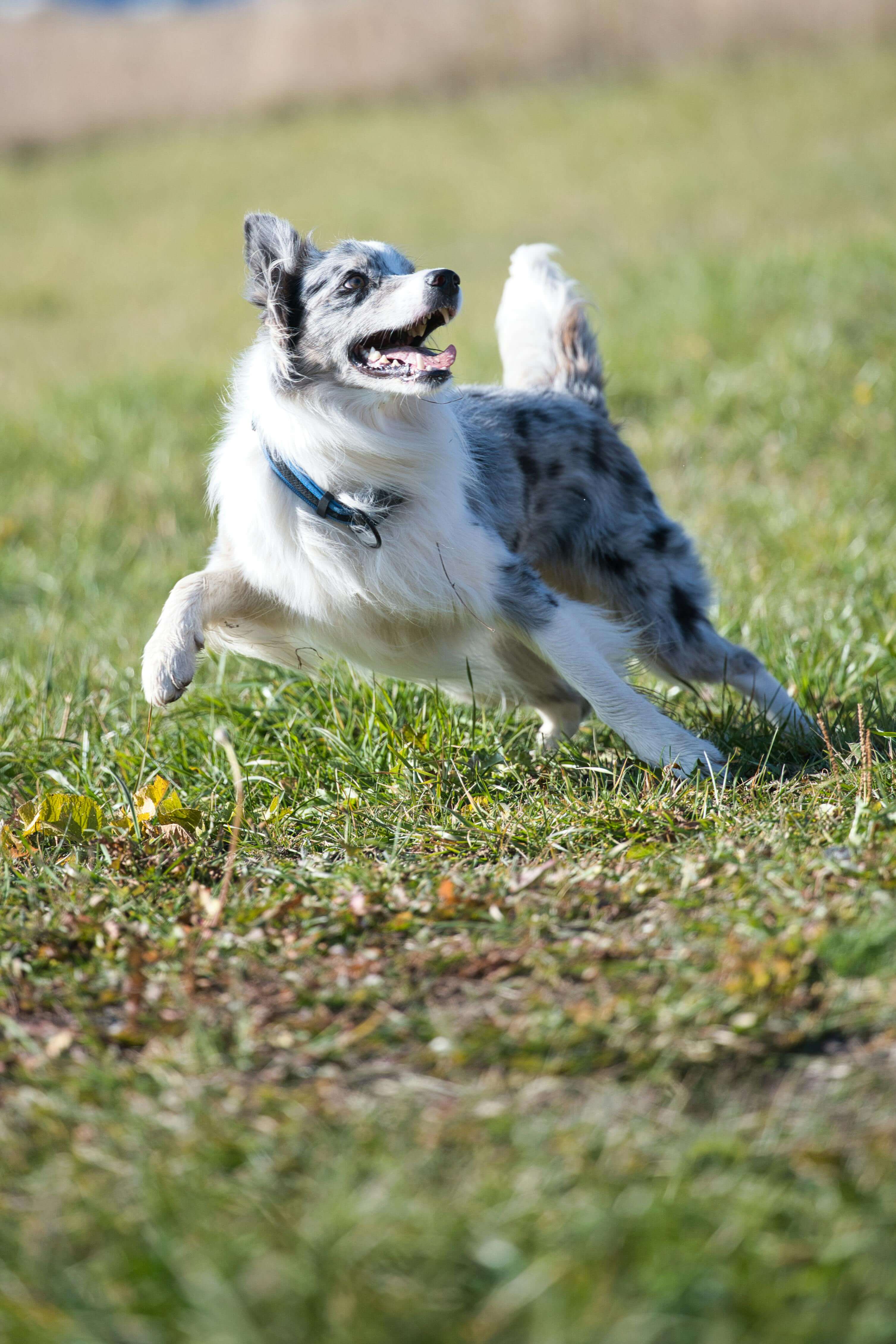 반려동물 비만 관리&amp;#44; 보험으로 의료비 줄이는 가장 확실한 방법｜2025 최신 가이드