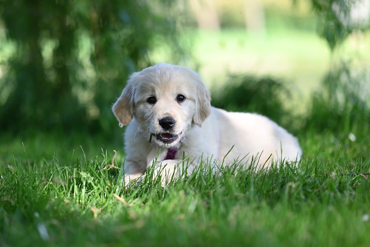 전남 장흥군에서 반려동물과 함께 가기 좋은 장소