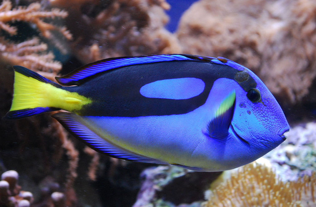남양쥐돔(Blue Tang)