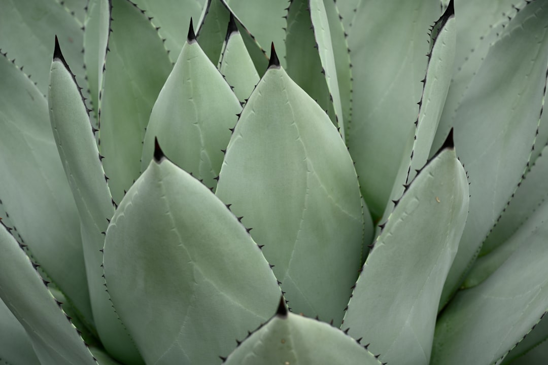 Aloe.