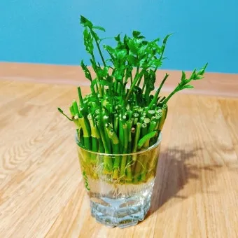 미나리 재배 수로 정비 그늘 재배 여름 관리_9