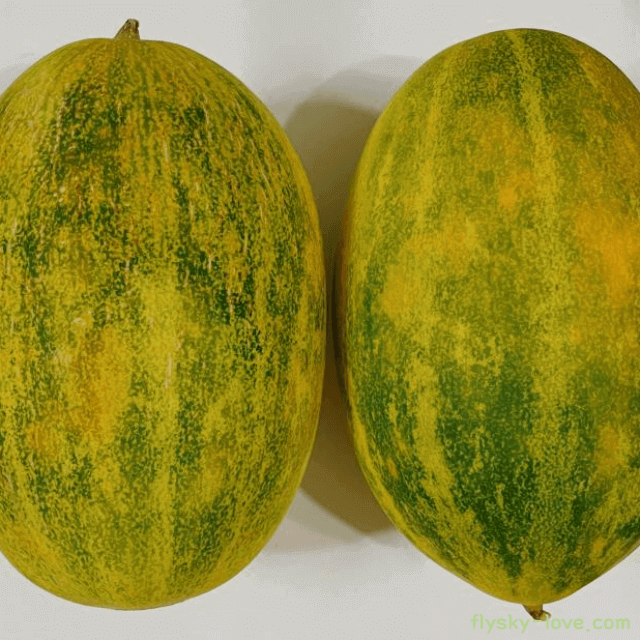 파파야메론 고르는 법