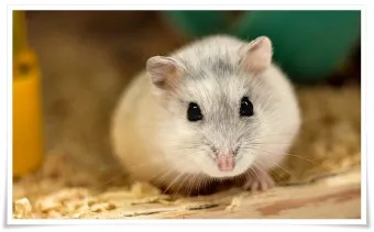 햄스터 한밤중에 집을 탈출하려는 이유 관리_7