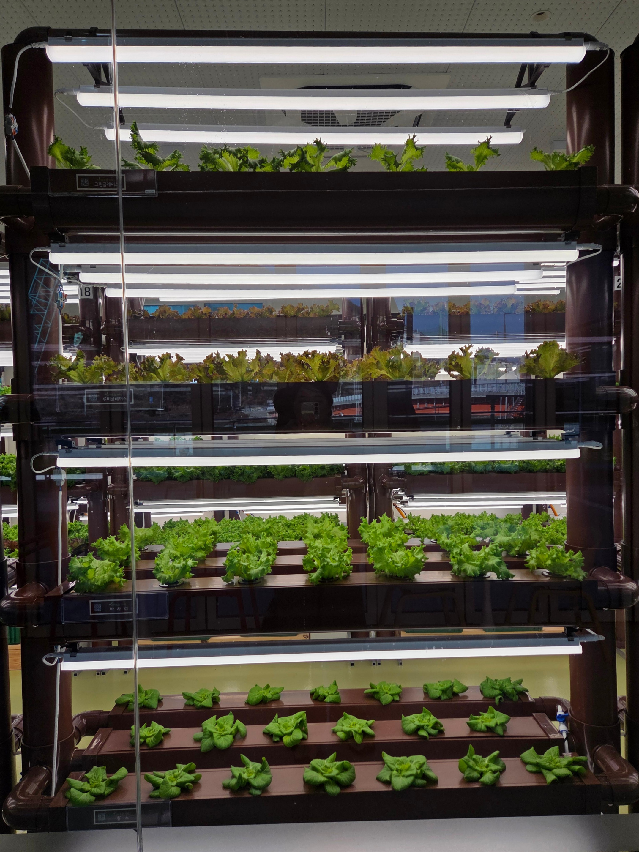 거제 카페 추천 스마트팜 재배 채소