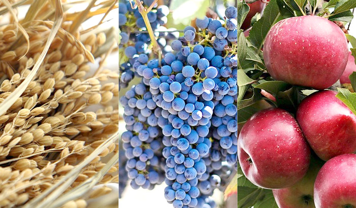 옥타코사놀 식물