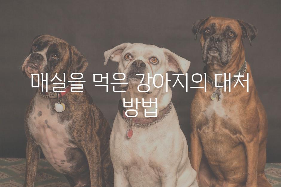 매실을 먹은 강아지의 대처 방법