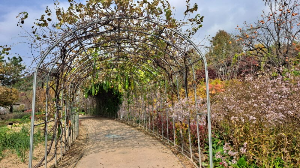 화성_우리꽃식물원_국화전시회