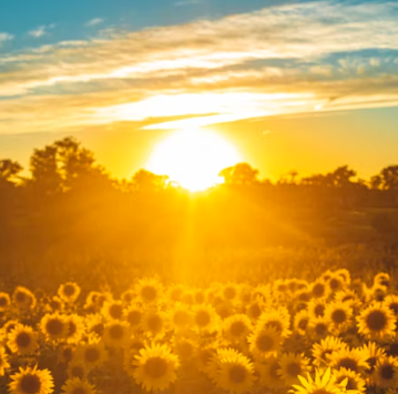 비타민D 부족 증상 섭취방법 많은 음식