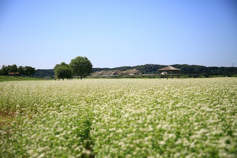 여주 당남리 섬 메밀꽃밭