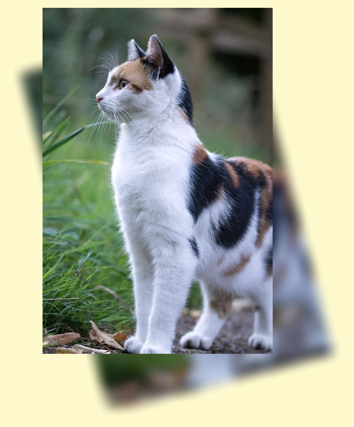 고양이 사회화_3_subsection