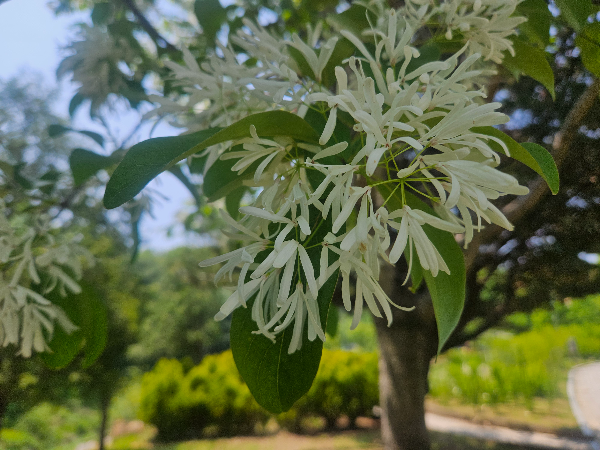 이팝나무 하얀꽃