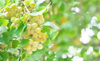 은행 열매 가격 및 효능, 영양성분과 부작용