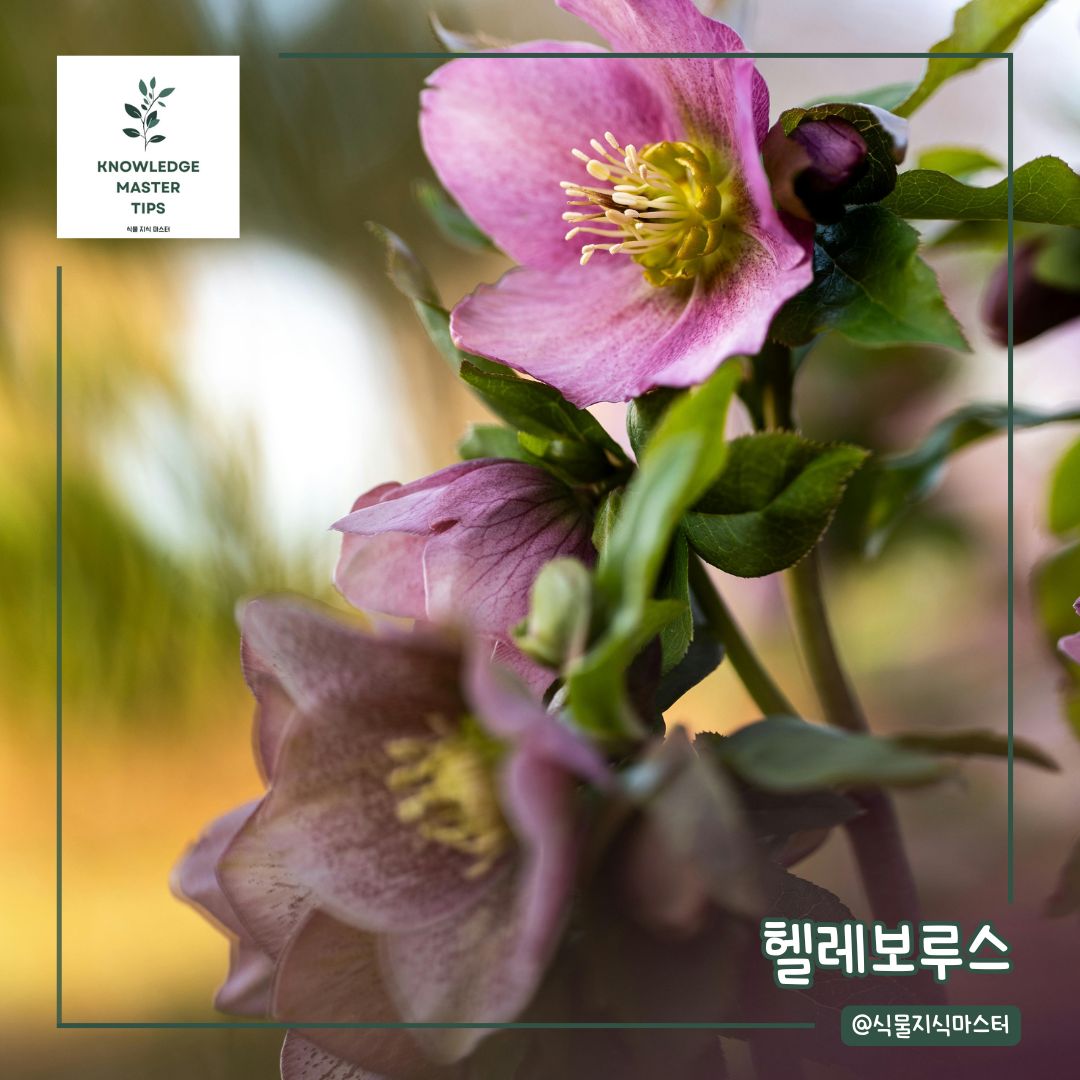 추위에 강한 식물, 헬레보루스