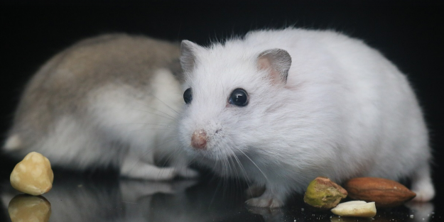 SNS에서 인기인 설치류 반려동물은?