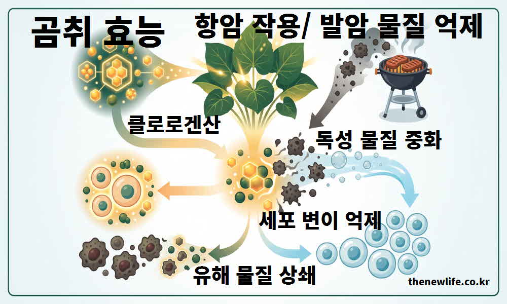 곰취 효능 항암 작용 발암 물질 억제