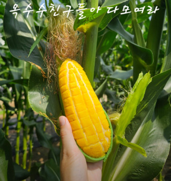 생방송투데이 우리동네뉴스 용인 만물경매장 & 춘천 농천카페 정보