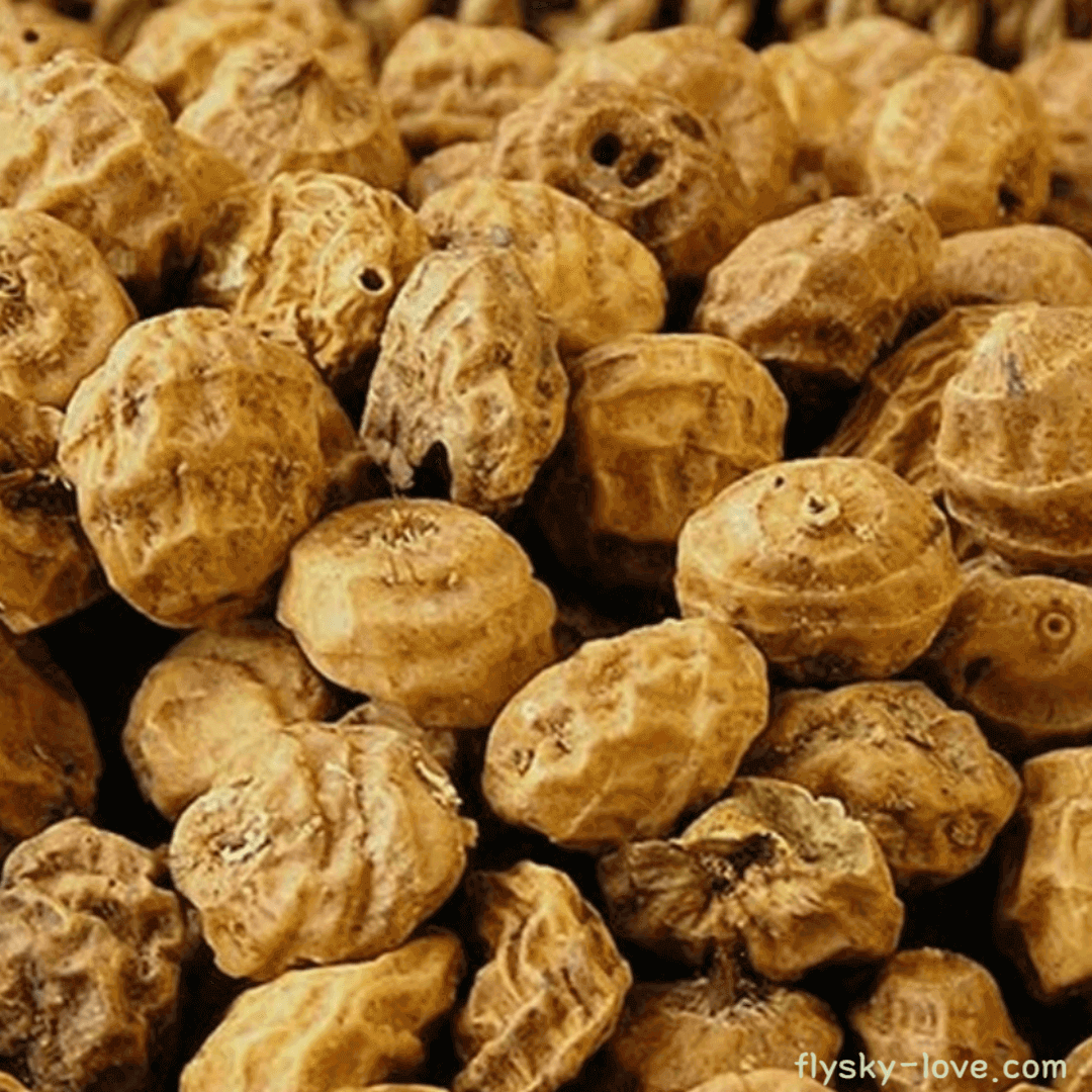 기름골&#44; 타이거너트(Tiger Nut)