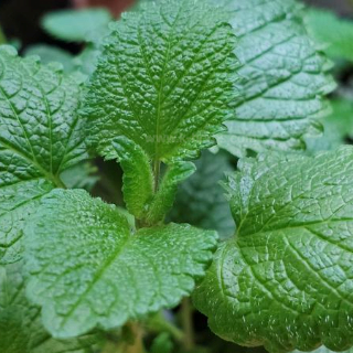 레몬밤 Lemon Balm