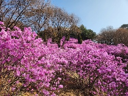 부천에서 만나는 오색봄꽃 여행 기본일정 과 프로그램 소개