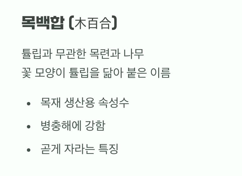 이름에 숨겨진 오해, '목백합'