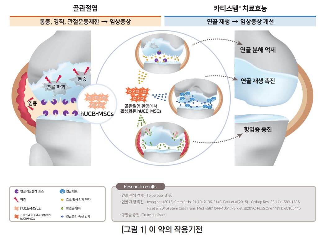 카티스템 작용 기전
카티스템 작용 기전-메디포스트 카티스템 제품설명서