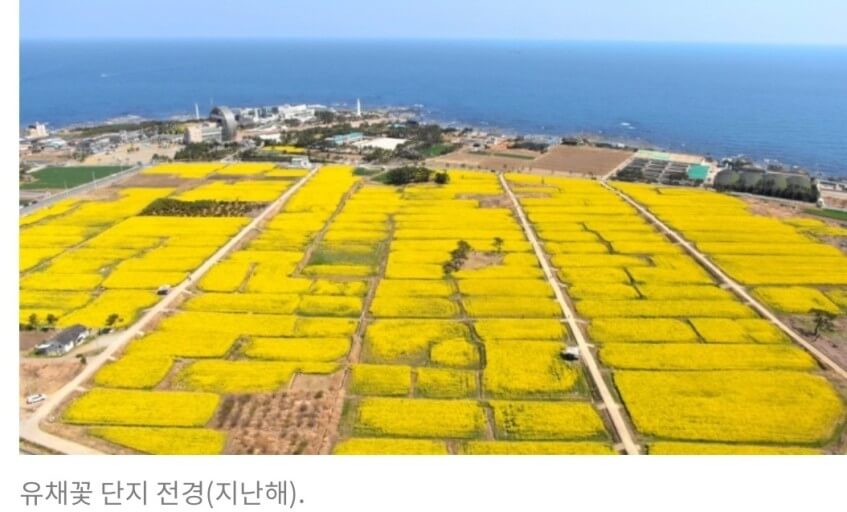 포항호미곶유채꽃사진