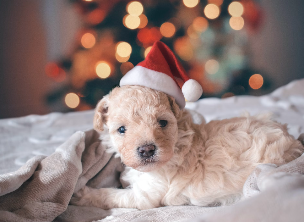 크리스마스 배경화면