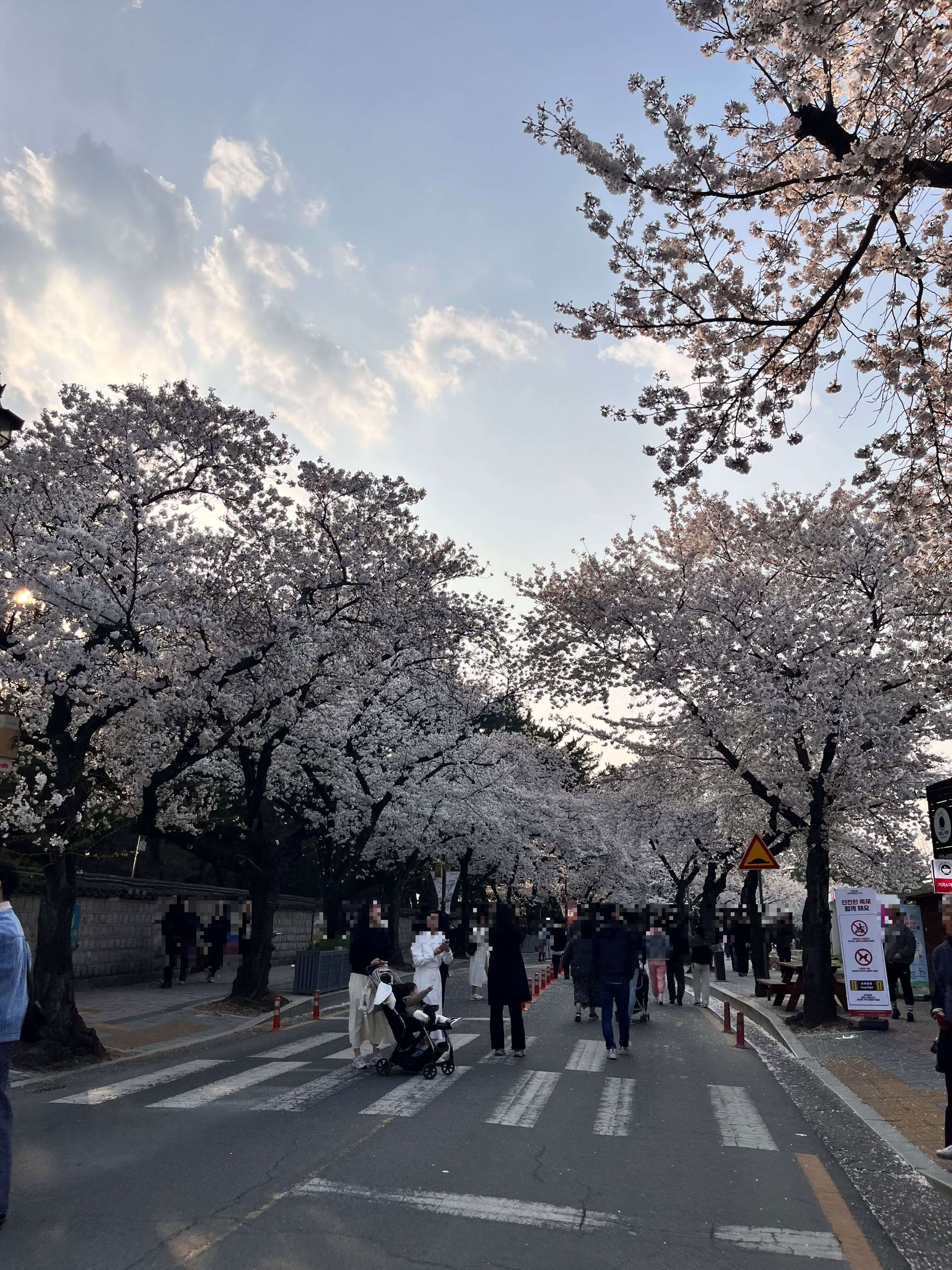 대릉원 돌담길에서 벚꽃구경