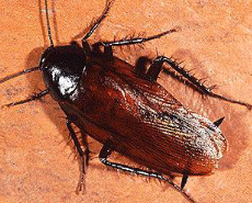 먹바퀴벌레/출처:세스코 공식홈페이지